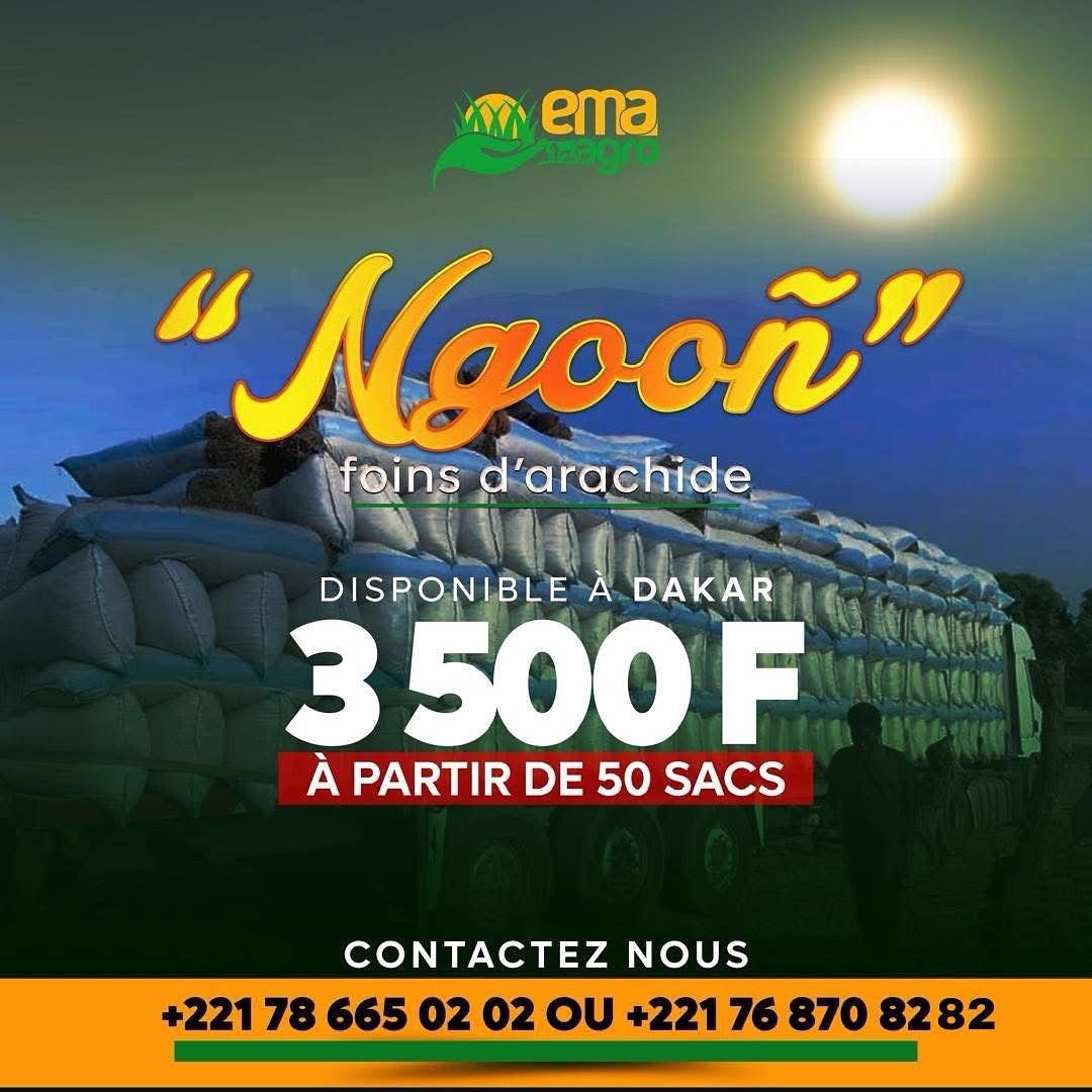 📣 Disponibles à Dakar : Foin d’arachide “Ngooñ” 🌾

Vous cherchez une alimentation animale de qualité ? EMA Agro vous propose du foin d’arachide premium à un prix imbattable : 3 500 F à partir de 50 sacs.

📞 Contactez-nous vite : 78 665 02 02 | 76 870 82 82