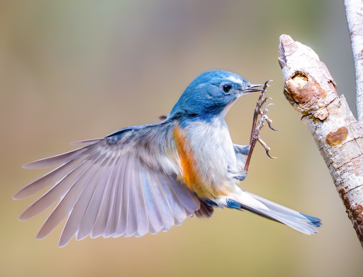 数回使用しましたが、とっても綺麗です。 セフティー3 名刀チップソー 一閃 255mm×36刃 の通販