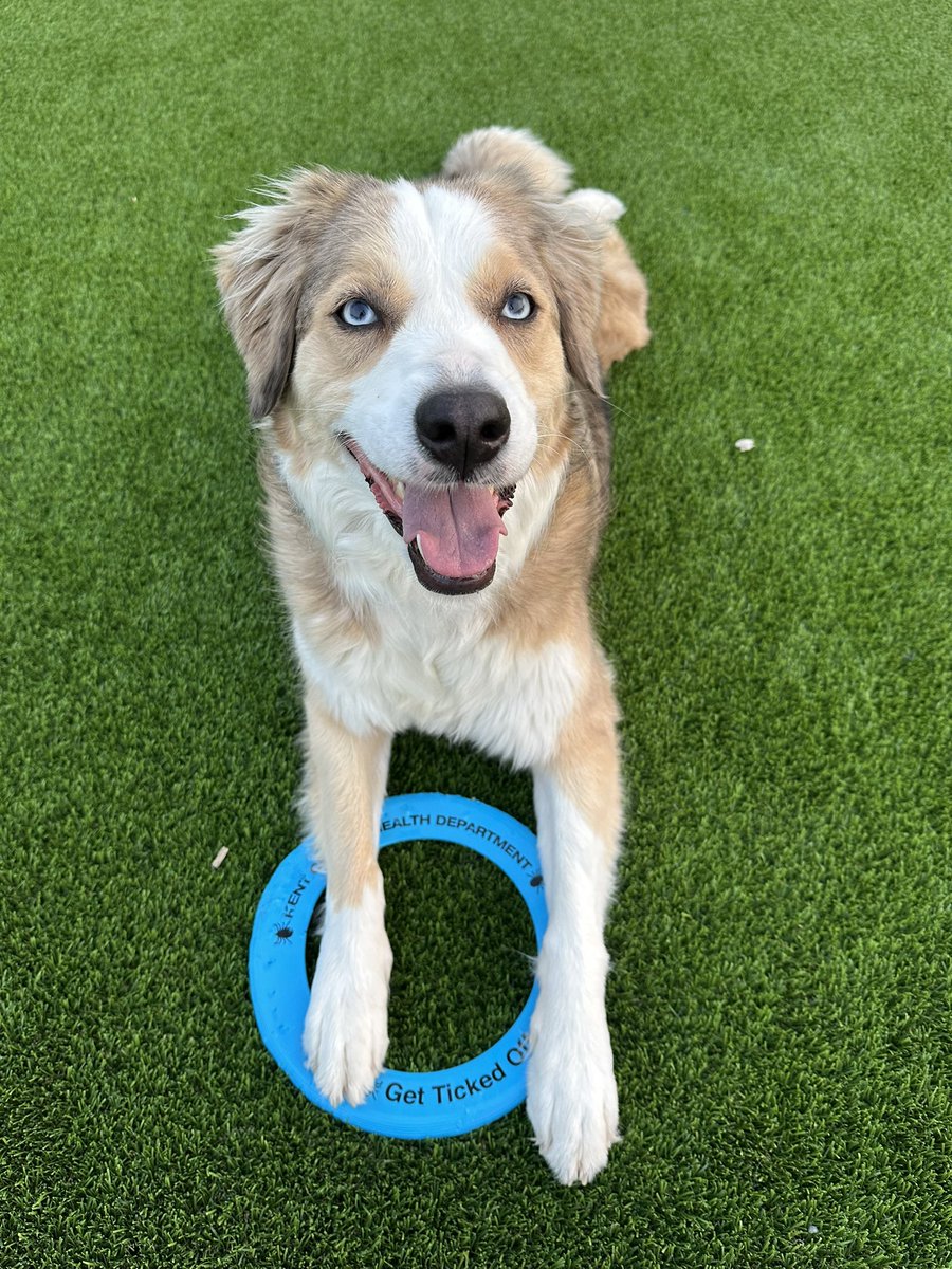 There’s just something about starting the day with a frisbee, a sunrise, and my best friend. 💙💙💙 #dogsofX