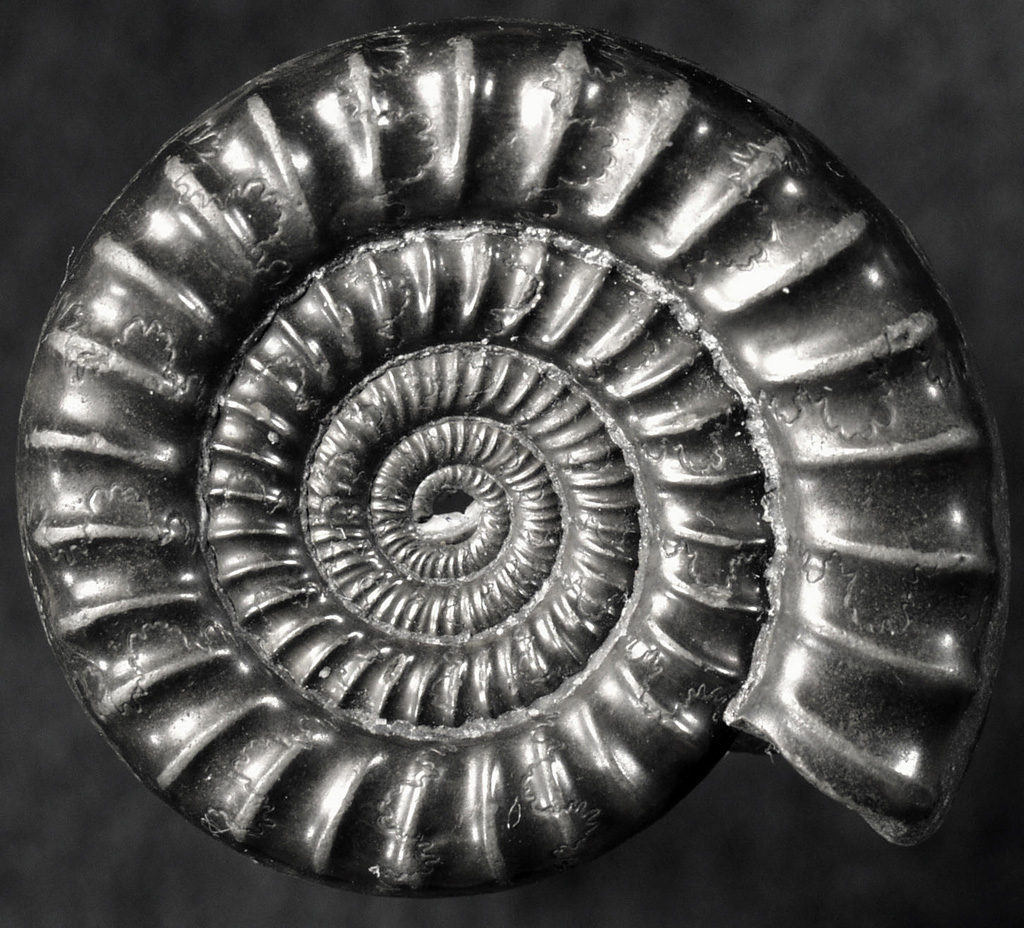 RoyalHollowayScience (@rhulscience) on Twitter photo Our new Mary Anning scholarship is named after the pioneering fossil hunter who overcame financial and social barriers, supporting diversity for <a href="/RHULEarthSci/">RHUL Earth Sciences</a> We've 5 awards worth Β£3k each for new students on MSc by Research Earth Sciences, terms apply. tinyurl.com/ysdj58ca Our new Mary Anning scholarship is named after the pioneering fossil hunter who overcame financial and social barriers, supporting diversity for <a href="/RHULEarthSci/">RHUL Earth Sciences</a> We've 5 awards worth Β£3k each for new students on MSc by Research Earth Sciences, terms apply. tinyurl.com/ysdj58ca