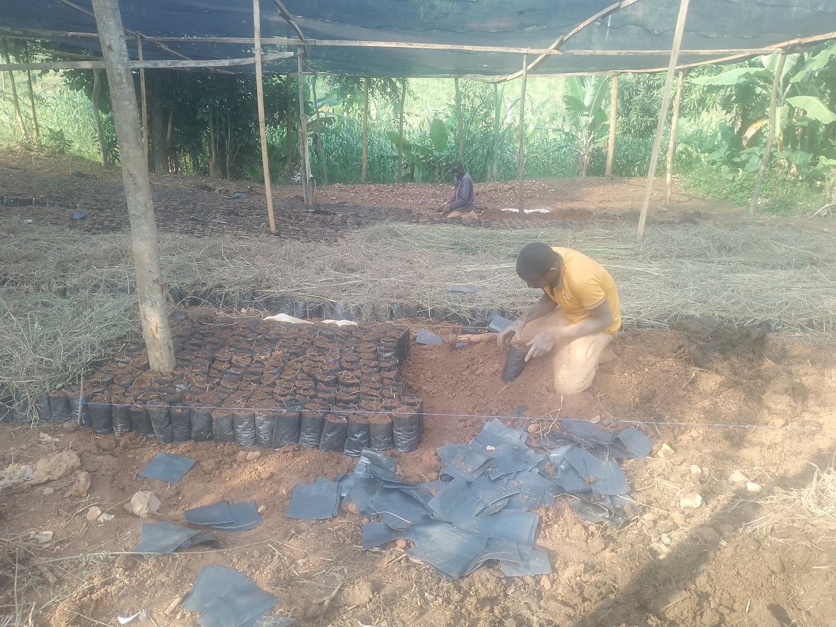 🌱 Progress in action!

we're raising healthy seedlings with care and commitment, laying the foundation for a greener, more sustainable future. 🌍

Every leaf is a promise of growth.
Stay tuned, great things are growing. 🌿

#YourPartnerInGreener