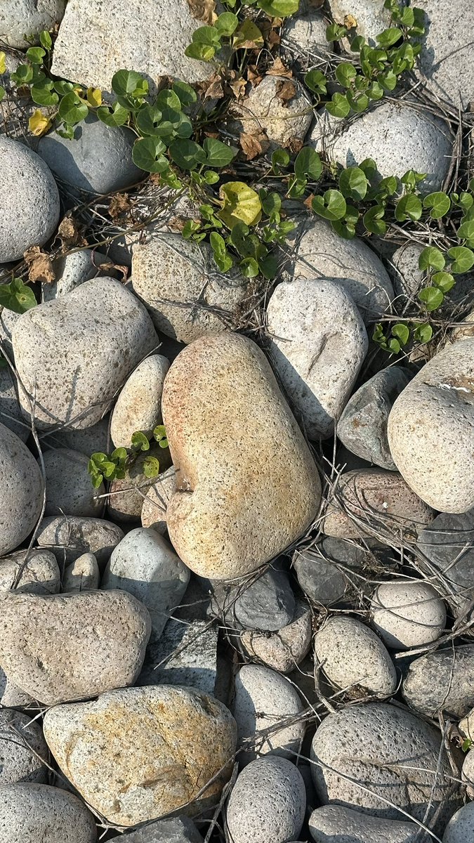 해변에서 망치 획득햇다. 오른쪽은 라바.