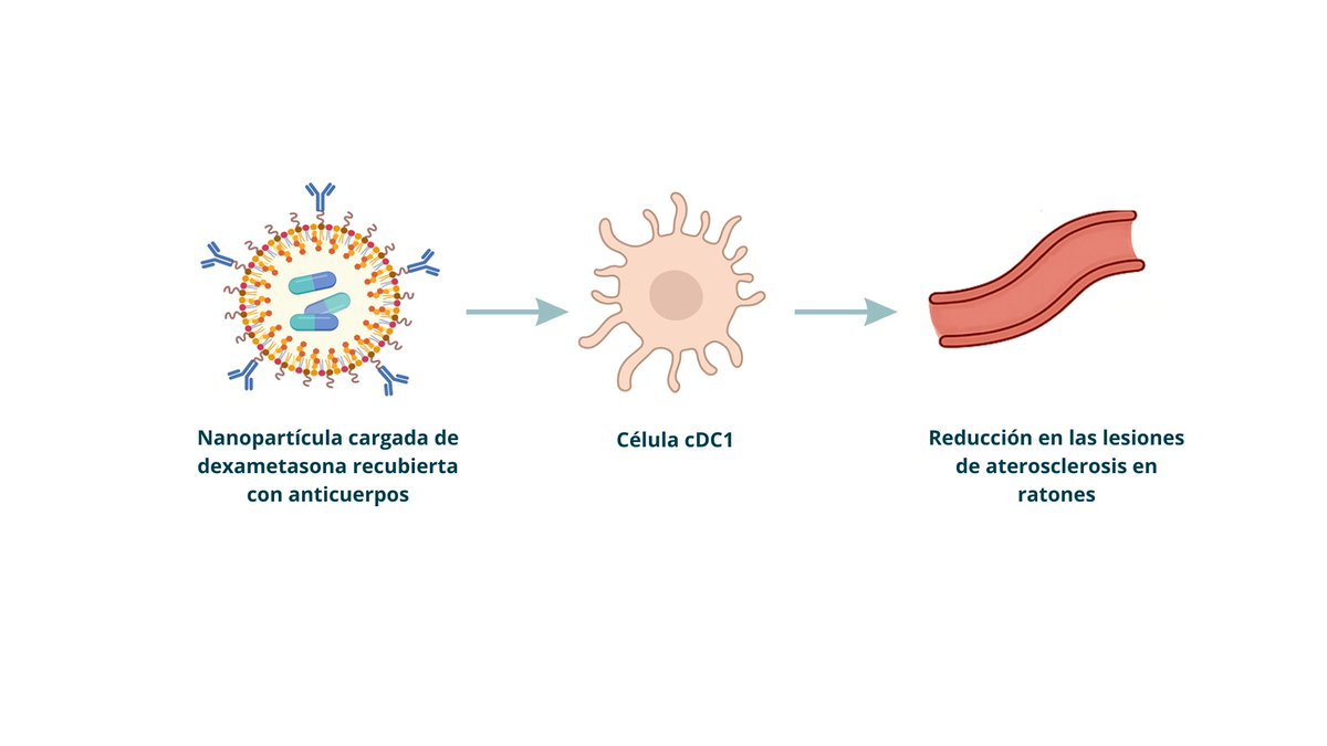 CIC biomaGUNE (@cicbiomagune) on Twitter photo ๐กDescubre cรณmo las #nanopartรญculas podrรญan usarse contra la #aterosclerosis.
<a href="/BiomagMfb/">Molecular&FunctionalBiomarkersLab</a> en colaboraciรณn con <a href="/CNIC_CARDIO/">CNIC</a>. Con el apoyo de <a href="/Ikerbasque/">Ikerbasque</a>, <a href="/CaixaResearch/">CaixaResearch</a> y <a href="/CienciaGob/">Ministerio de Ciencia, Innovaciรณn y Universidades</a>.
๐tinyurl.com/56rf4tab ๐กDescubre cรณmo las #nanopartรญculas podrรญan usarse contra la #aterosclerosis.
<a href="/BiomagMfb/">Molecular&FunctionalBiomarkersLab</a> en colaboraciรณn con <a href="/CNIC_CARDIO/">CNIC</a>. Con el apoyo de <a href="/Ikerbasque/">Ikerbasque</a>, <a href="/CaixaResearch/">CaixaResearch</a> y <a href="/CienciaGob/">Ministerio de Ciencia, Innovaciรณn y Universidades</a>.
๐tinyurl.com/56rf4tab