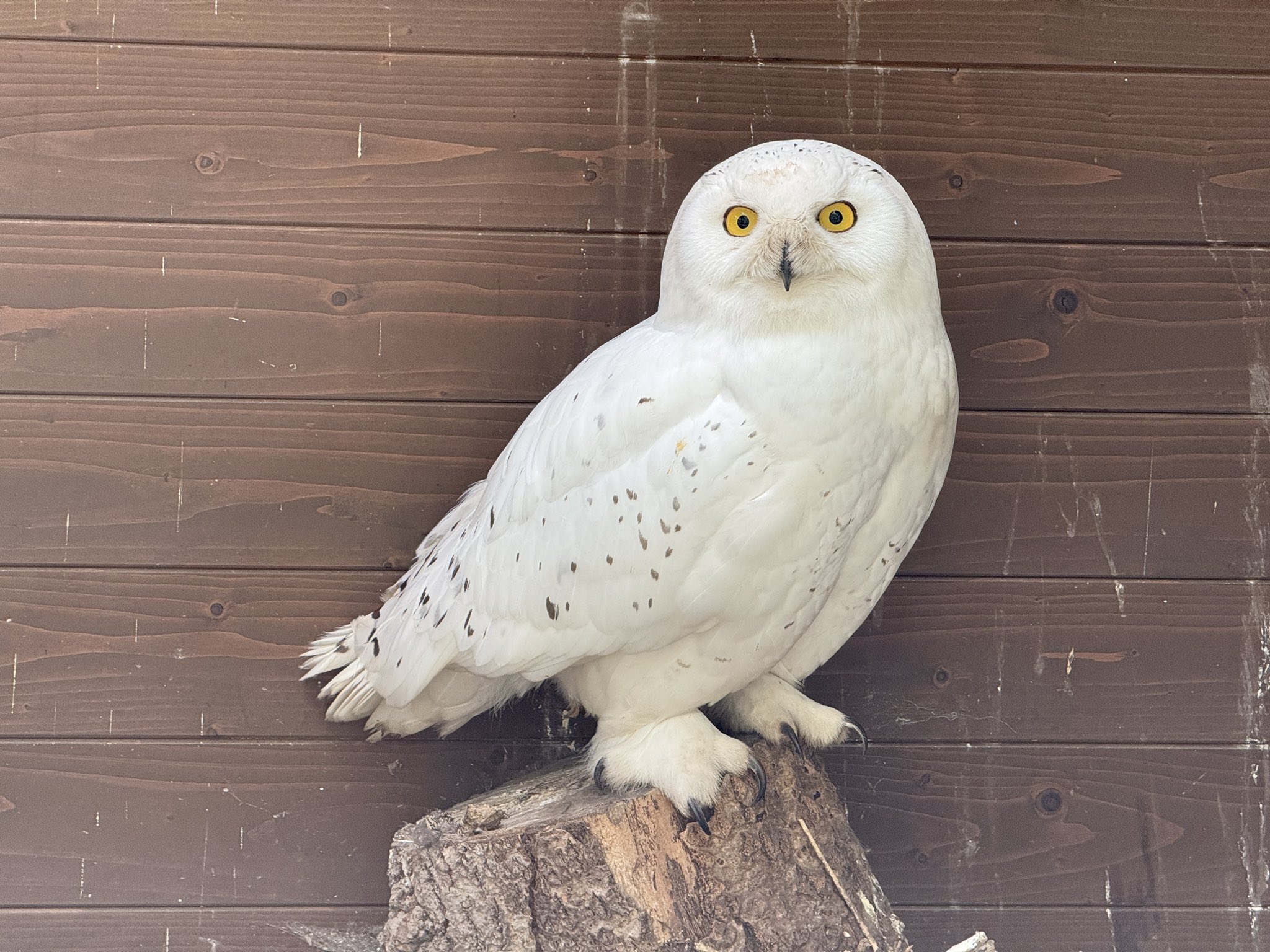  シロフクロウ　オウル　owl 旭川市旭山動物園［公式］ on X: 