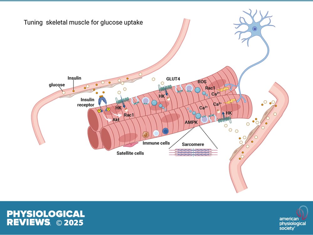APS Publications (@apspublications) on Twitter photo 🆕<a href="/physiolrev/">Physiological Reviews</a>, This review highlights the molecular mechanisms that regulate glucose utilization in skeletal muscle, the primary site of glucose storage and oxidation.
Erik A. Richter, et al.
🖱️ow.ly/axci50VZkhu
#GlucoseMetabolism #InsulinSensitization 🆕<a href="/physiolrev/">Physiological Reviews</a>, This review highlights the molecular mechanisms that regulate glucose utilization in skeletal muscle, the primary site of glucose storage and oxidation.
Erik A. Richter, et al.
🖱️ow.ly/axci50VZkhu
#GlucoseMetabolism #InsulinSensitization