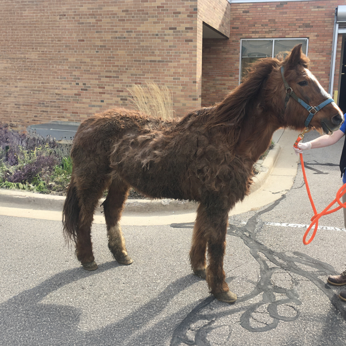 Marie Rosenthal (@modernequinevet) on Twitter photo A nearly 15-year look at #pergolide for horses with #PPID found substantial and good improvement, according to Dr. #HaroldSchott. #JVetInternalMed #Wiley <a href="/msuvets/">MSU Veterinary Medicine</a> #horses
#equine #veterinary. modernequinevet.com/may-2025-pdf-e… A nearly 15-year look at #pergolide for horses with #PPID found substantial and good improvement, according to Dr. #HaroldSchott. #JVetInternalMed #Wiley <a href="/msuvets/">MSU Veterinary Medicine</a> #horses
#equine #veterinary. modernequinevet.com/may-2025-pdf-e…