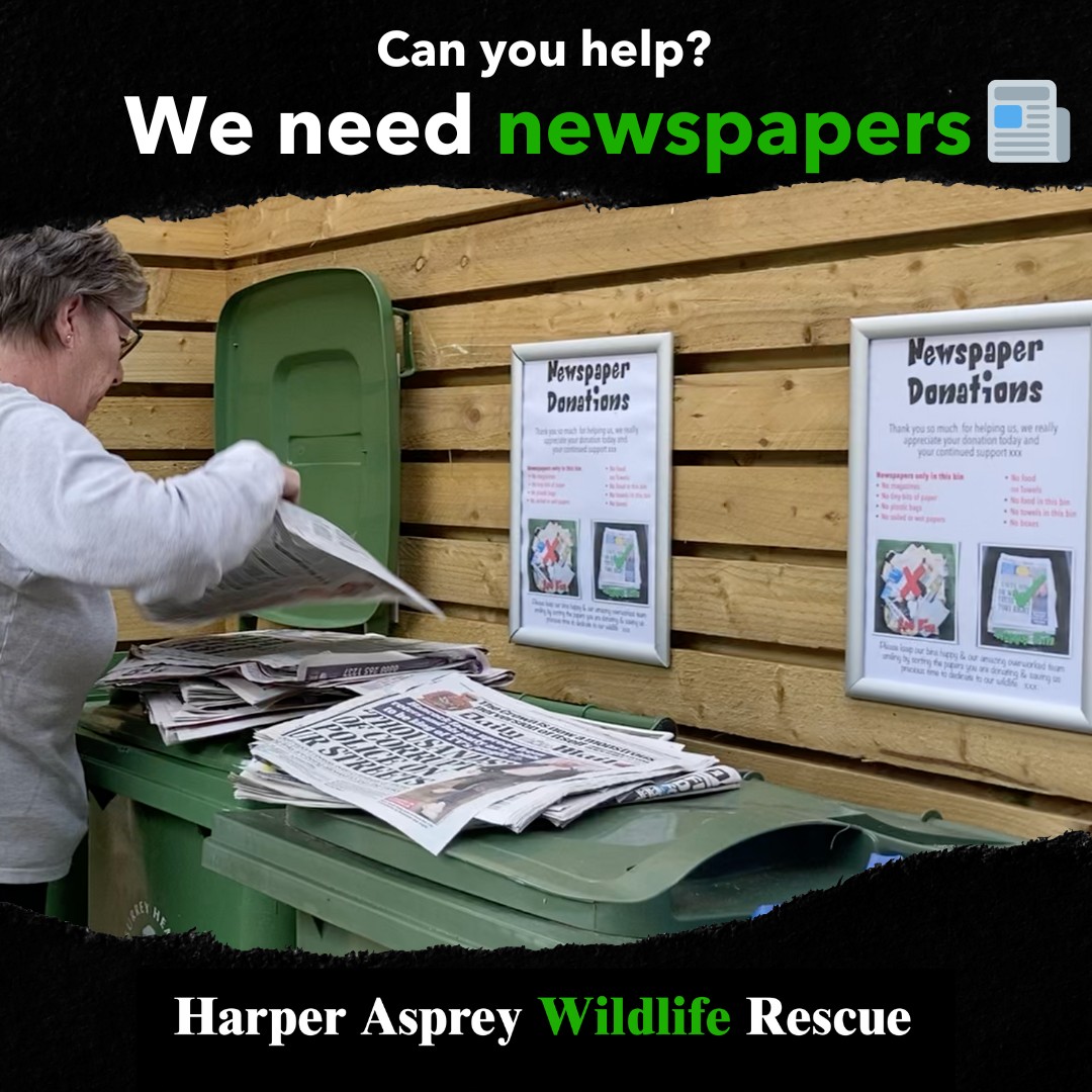 Do you have old Newspaper lying round?🗞️  Help support our Wildlife Rescue by dropping them off to us at Harper Asprey Wildlife Rescue, Pears Hill, Westwood Road, Windlesham, Surrey GU20 6LU.💚 Thank you for your support🦊

 #WildlifeRescue #SupportWildlife #AnimalRescue