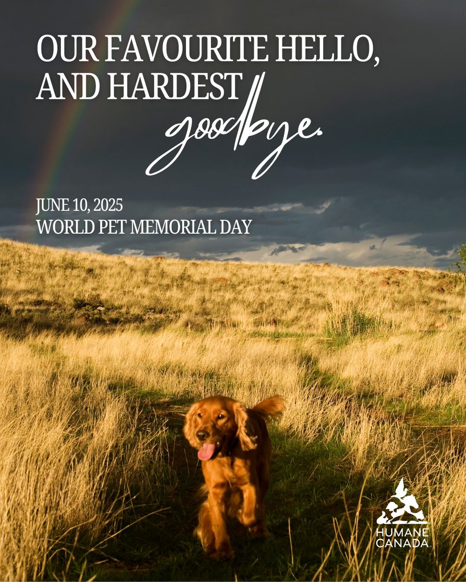 As World Pet Memorial Day approaches, we take this time to honour our cherished companions who have crossed the rainbow bridge. 🌈🐾

Make a gift in their memory to help animals across Canada facing homelessness, food insecurity &amp; more: humanecanada.akaraisin.com/ui/makeagift/d… ❤️