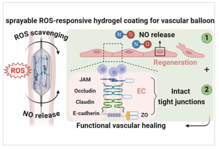 Breakthrough in CVD treatment! Sprayable reactive oxygen species (ROS)-responsive hydrogel coating for vascular balloons restores endothelial barrier integrity, scavenges ROS, and boosts NO delivery to prevent restenosis. 

Read it here 🔗 go.acs.org/cG3