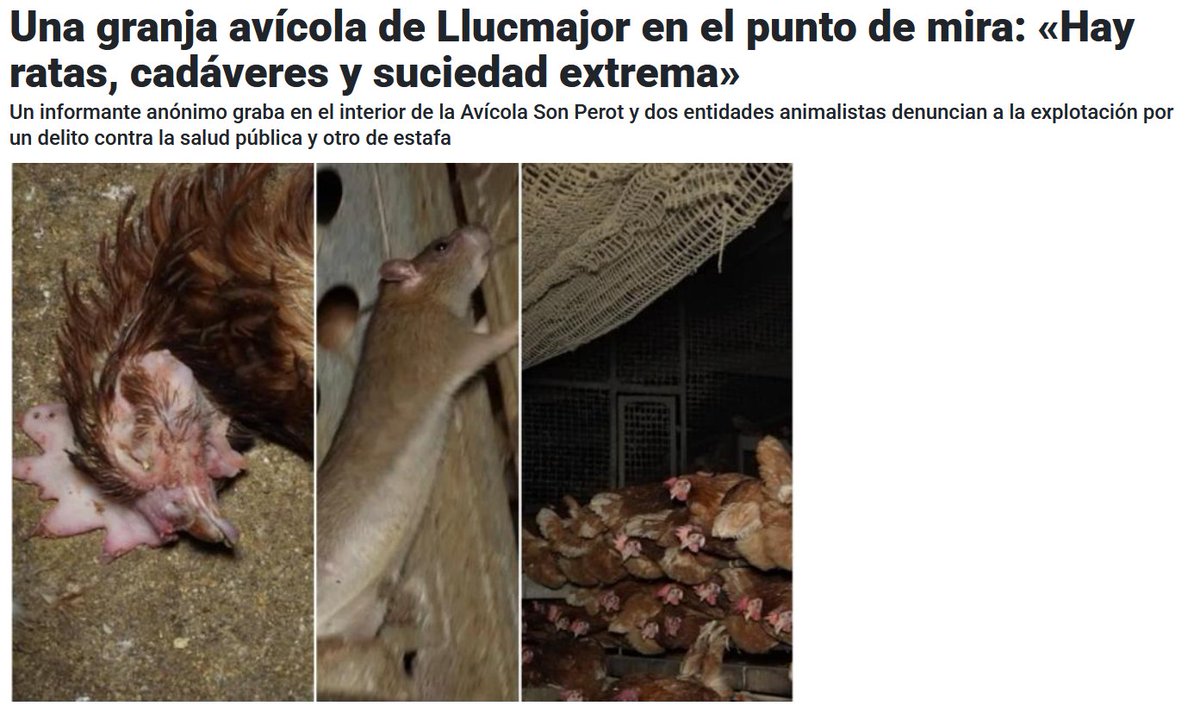 "Esto en España no pasa."

Ahí va otro más. Caso destapado, como siempre, por activistas, no por los inspectores de agricultura.

Ya han dicho que no van a cerrar la granja, pero sí se van a sacrificar a 20.000 gallinas.