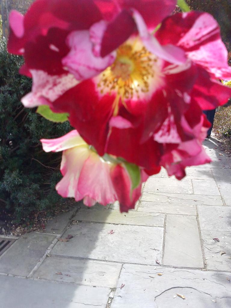 Subrina Winkel (@w_subrinanikki) on Twitter photo 