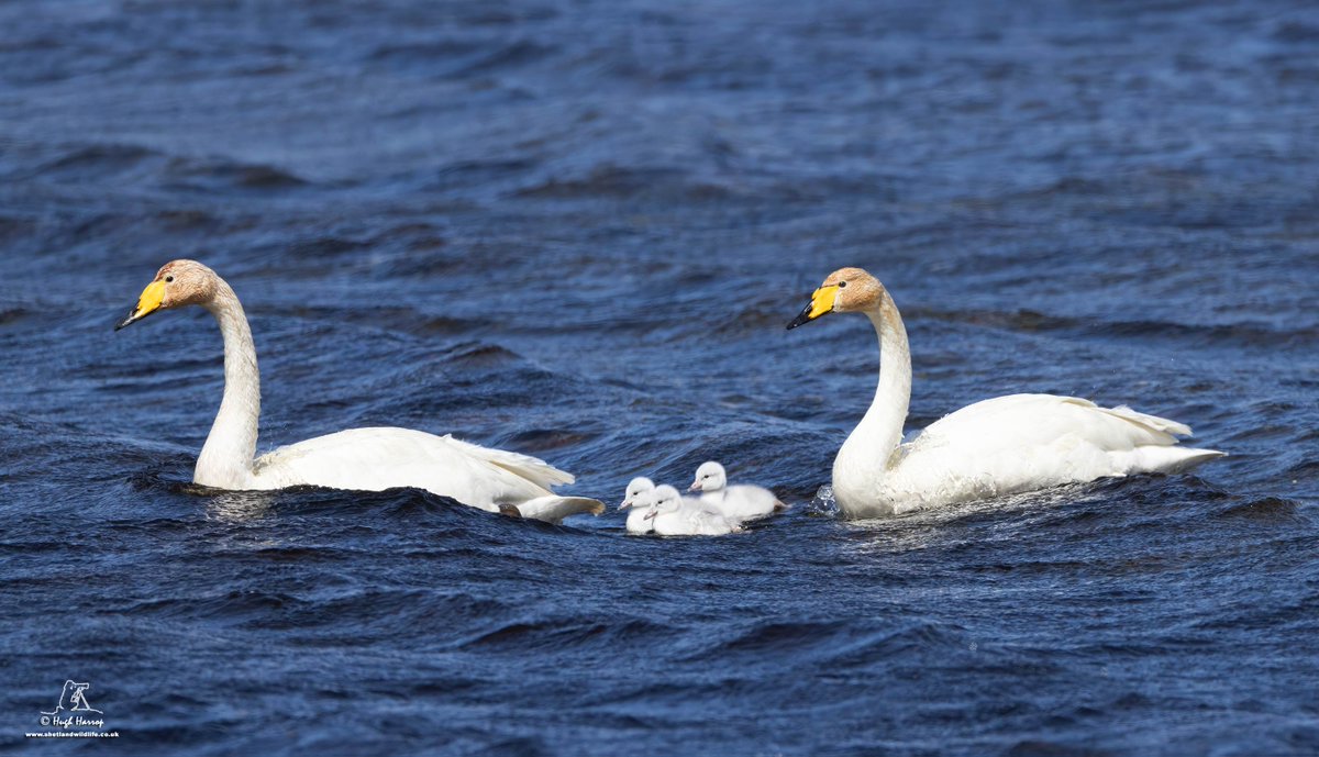 ShetlandWild's tweet image. A few pics from our 24 - 31 May 2025 &apos;Ultimate Shetland&apos; tour. shetlandwildlife.co.uk/holidays/wildl…