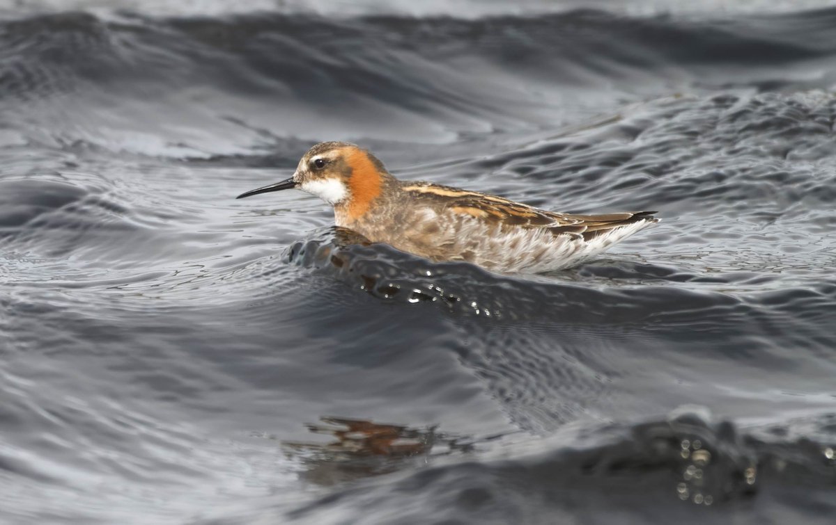 ShetlandWild's tweet image. A few pics from our 24 - 31 May 2025 &apos;Ultimate Shetland&apos; tour. shetlandwildlife.co.uk/holidays/wildl…