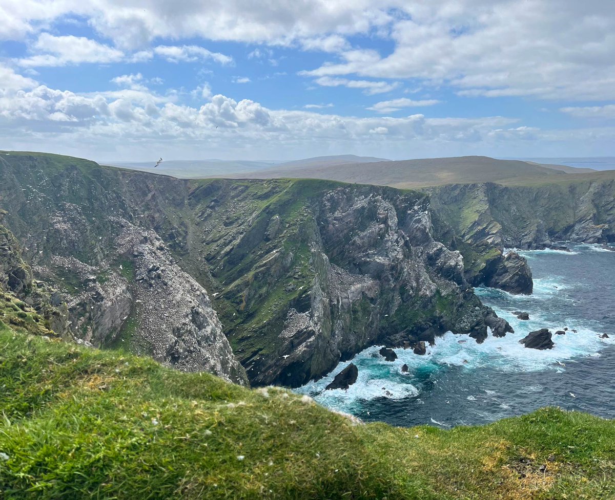 ShetlandWild's tweet image. A few pics from our 24 - 31 May 2025 &apos;Ultimate Shetland&apos; tour. shetlandwildlife.co.uk/holidays/wildl…