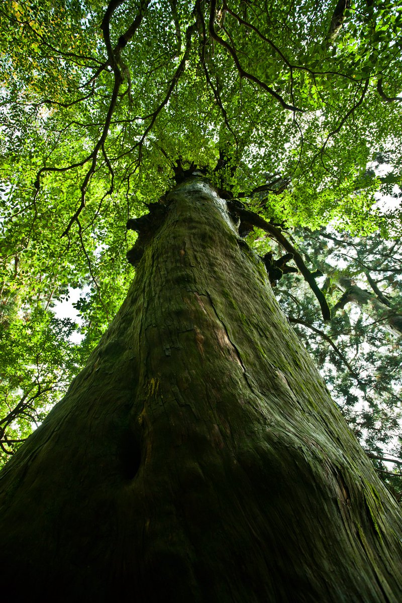 唐突だけど過去の写真。
屋久島は良い！また行きたい！！