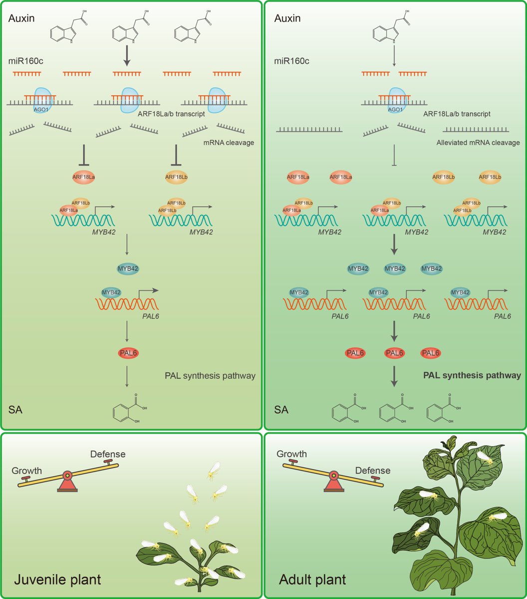DsouzaAjwal's tweet image. Older and Stronger: Auxin-Salicylic Acid seesaw controls the age-related balance between plant growth and herbivore defence.
Younger, more vigorous plants tend to be more susceptible to herbivores compared to older, mature plants. Han et al show why.
Young plants have high…