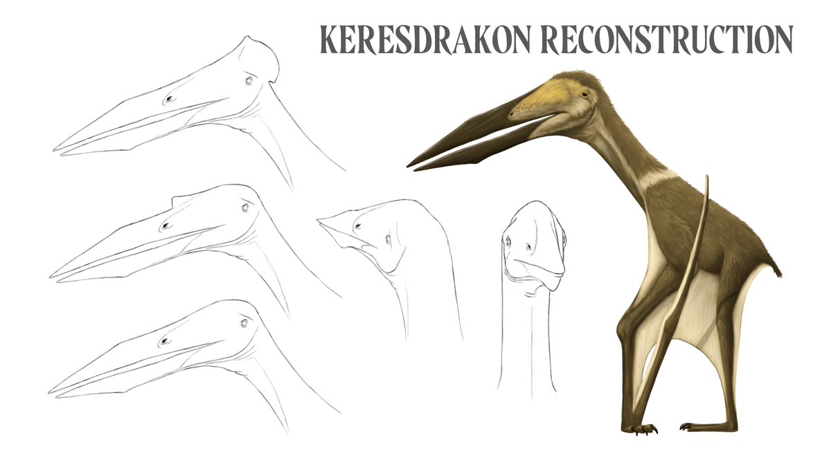 kadeauxmartins's tweet image. My takes on this brazilian alanqidae pterosaur, keresdrakon vilsoni. The fisrt one is the first time I make it resemble a real animal.
I think this is what is called evolution in art.