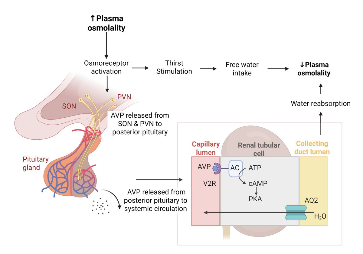 Maria Tomkins (@mariatomkins) on Twitter photo New article in press - Fluid and electrolyte disturbances following TBI
<a href="/RCSI_Irl/">RCSI</a> <a href="/ICATProgramme/">ICAT Programme</a> <a href="/MickOReilly1980/">Mick O'Reilly</a>
sciencedirect.com/science/articl… New article in press - Fluid and electrolyte disturbances following TBI
<a href="/RCSI_Irl/">RCSI</a> <a href="/ICATProgramme/">ICAT Programme</a> <a href="/MickOReilly1980/">Mick O'Reilly</a>
sciencedirect.com/science/articl…