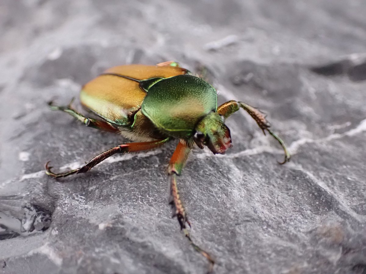 eo9oj3ok35dma's tweet image. ハナムグリ✨

3♂1♀

我が家に迎えた子達は
そこまで変わらないけど
カラバリが面白い😆

スーパーレッド、スーパーグリン、パープルやらブラックやら‥🤩

#ロドリゲスカブトハナムグリ
#scale