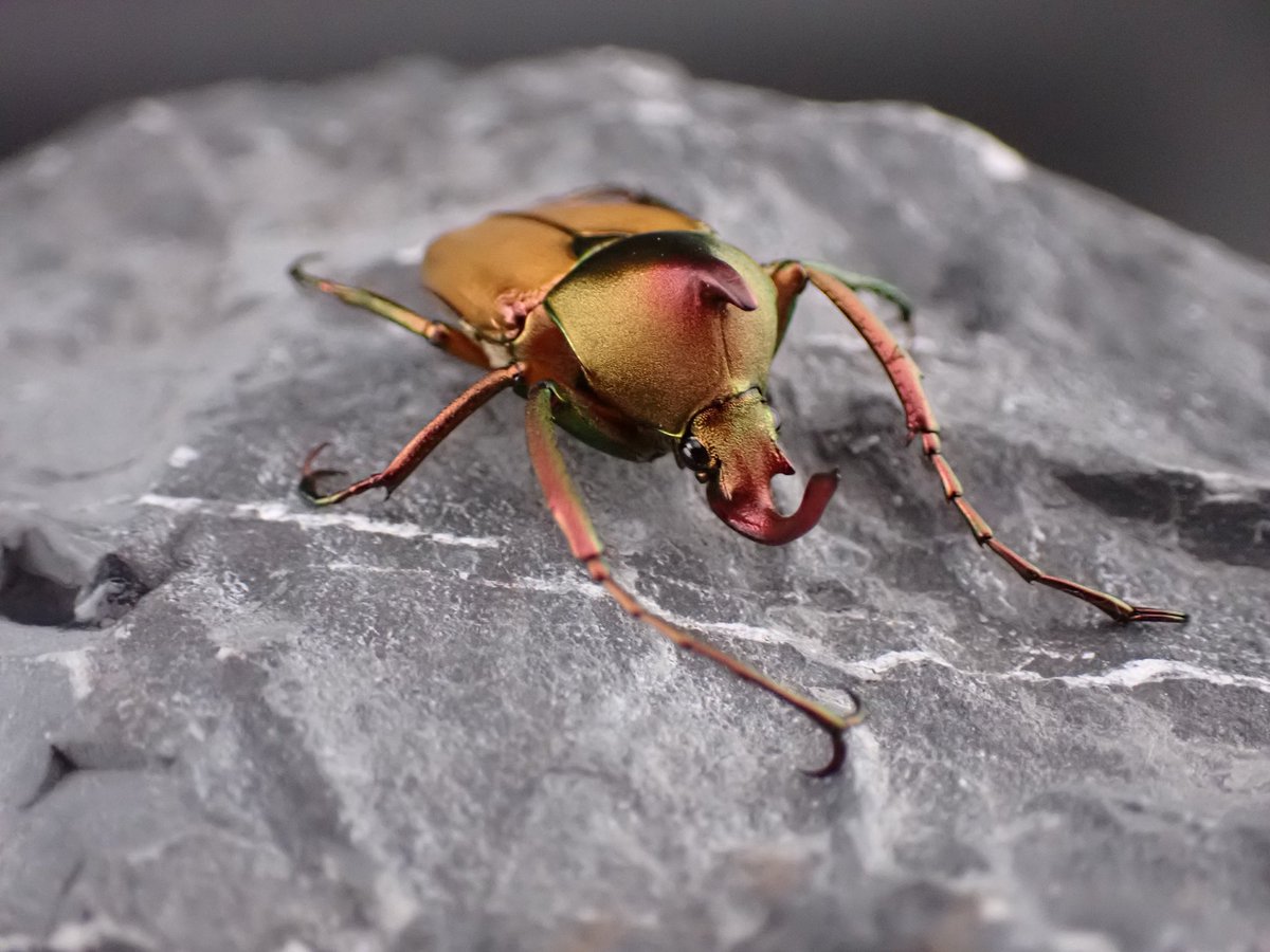 eo9oj3ok35dma's tweet image. ハナムグリ✨

3♂1♀

我が家に迎えた子達は
そこまで変わらないけど
カラバリが面白い😆

スーパーレッド、スーパーグリン、パープルやらブラックやら‥🤩

#ロドリゲスカブトハナムグリ
#scale