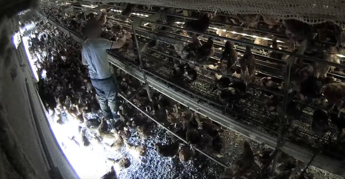 De aquí venían los huevos certificados de gallinas camperas. Estuvieron grabando 6 días y no salieron ni una vez al exterior.

Hazte vegano y deja de financiar esto.