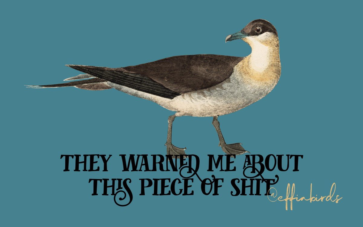 Effin' Birds (@effinbirds) on Twitter photo 