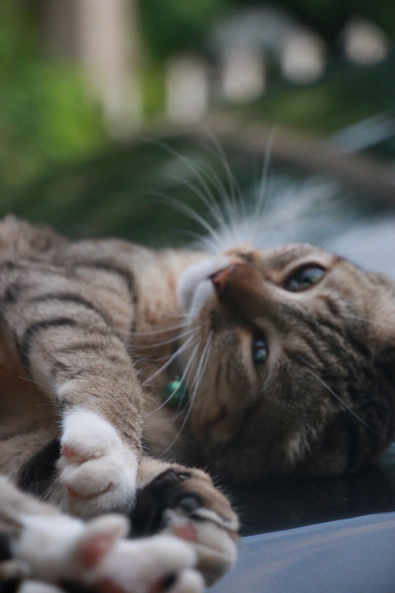 แมวน้อยบ้านเรา 🫶🏻  #ริชชี่อรเณศ