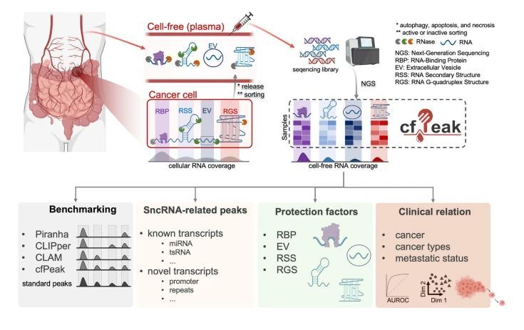 jsantoyo's tweet photo. Peak analysis of cell-free RNA finds recurrently protected narrow regions with clinical potential. #cfRNA #CellFreeRNA #Genomics #Genetics @GenomeBiology
https://t.co/LQUS6441Rm https://t.co/btm5pLW4pU