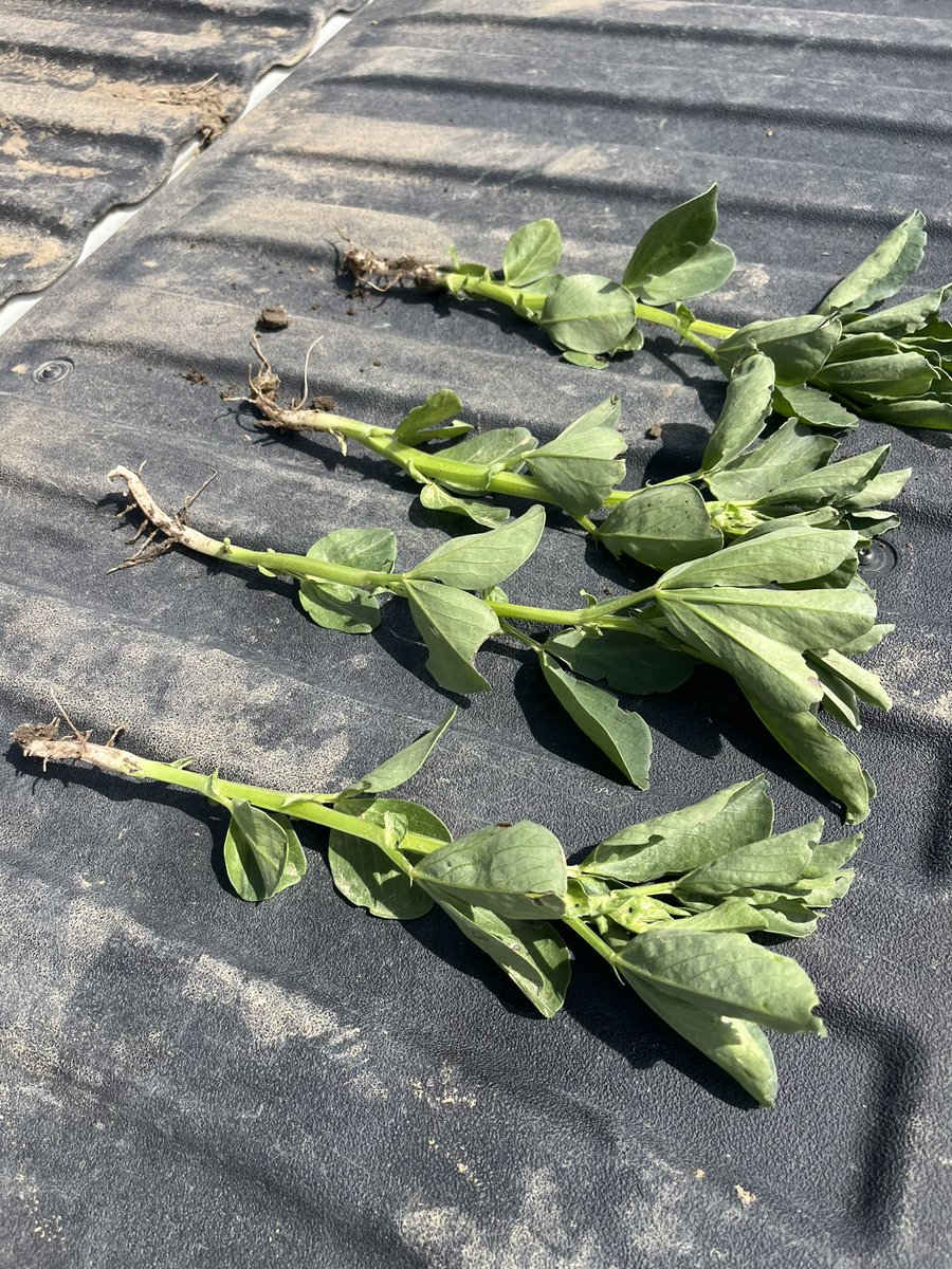 Fabelle faba bean seeded April 18th.
Seed sales were surprisingly above expectations this season.
stampseeds.com/faba-bean.html
#WestCdnAg