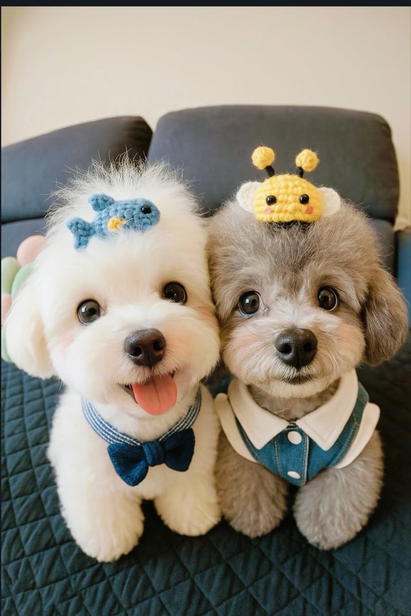 PostsOfDogs_'s tweet image. Super Cute 💕