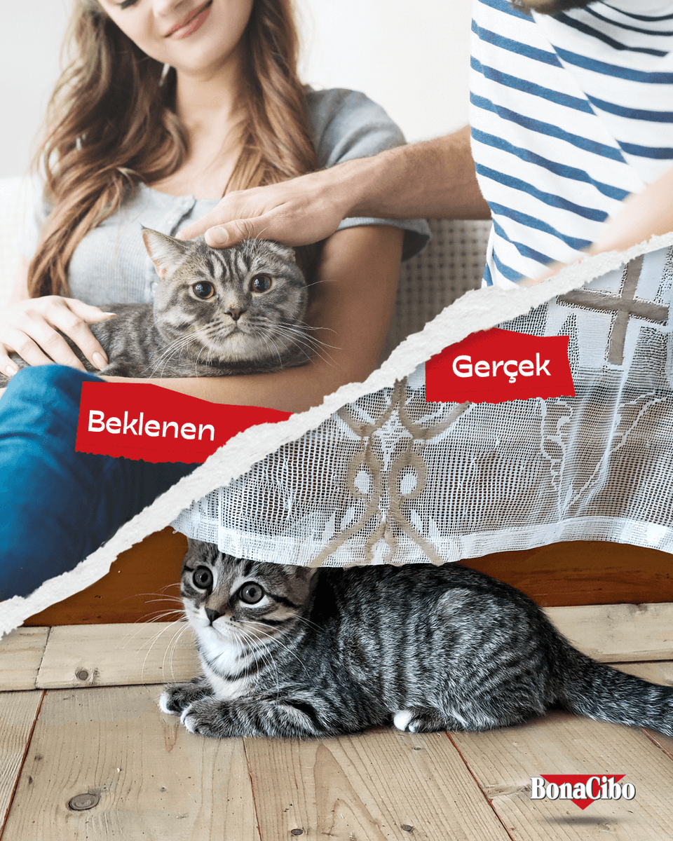 Misafir geldiğinde herkesin gözü patiliyi arar… ama o çoktan yatağın altındaki gizli sığınağına çekilmiştir! 😹

Sizde de durumlar böyle mi, kediniz misafirlere nasıl tepki veriyor? 😻🐾