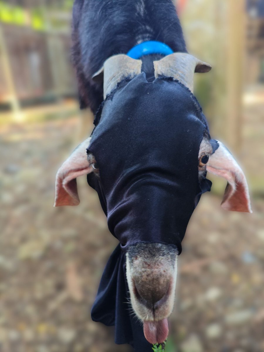 GOMASK_SOL's tweet photo. goat got a mask.
#GOMASK
$GOMASK https://t.co/BzoLHNQHqp