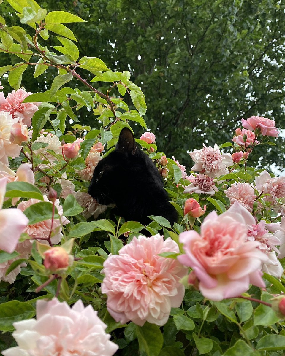 今朝の庭🌹😽