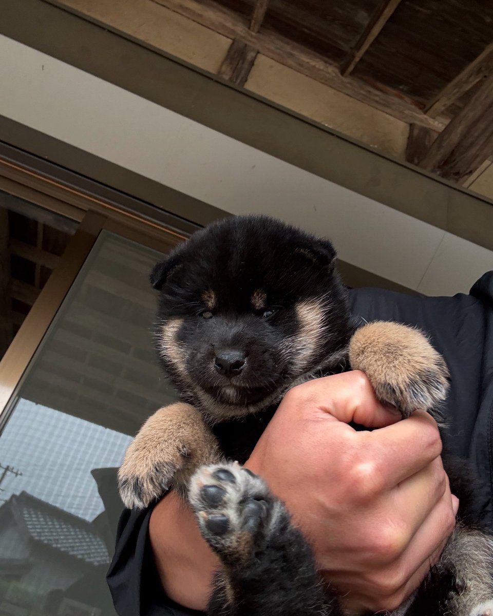 クロシバキーック🐾
秋田犬、柴犬・豆柴の子犬、飼い主様募集中です🐶ご連絡のうえ、ぜひ気軽に遊びにいらしてください🐾
#柴犬 #柴犬子犬 #柴犬仔犬 #柴犬ブリーダー #豆柴 #豆柴ブリーダー #豆柴子犬 #飼い主様募集中 #飼い主募集 #日本犬 #茨城宿犬舎 #犬がいる幸せをあなたに