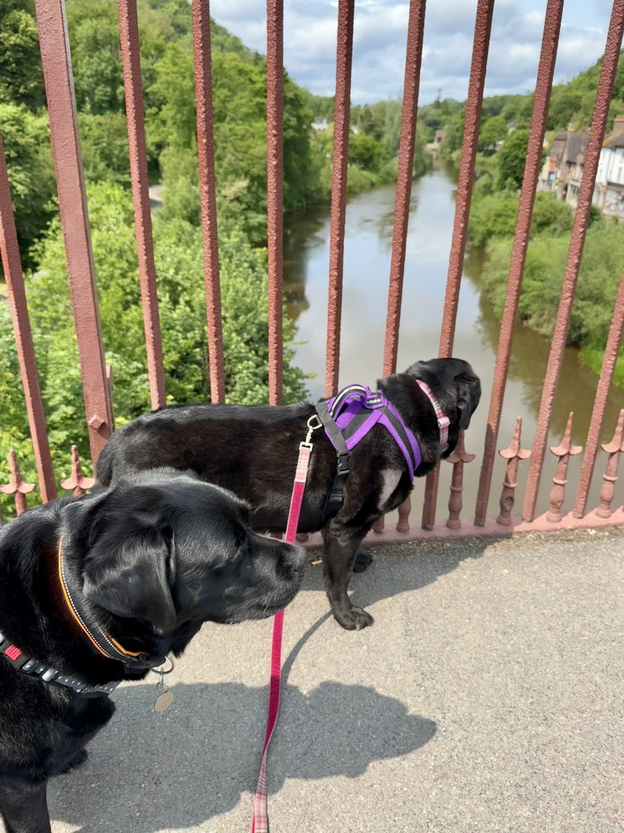 olive_blacklab's tweet photo. Jim and moi at #ironbridge #dogsthatexplore ππ https://t.co/6L0dln6f9T