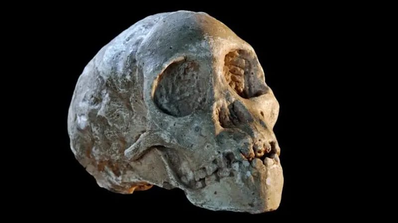 MuseoEvoluciónHumana (@museoevolucion) on Twitter photo El niño de Taung, el fósil que cambió la historia al probar que los seres humanos se habían originado en África. 🌍
bbc.com/mundo/articles…
Fuente: Dalia Ventura | <a href="/bbcmundo/">BBC News Mundo</a> El niño de Taung, el fósil que cambió la historia al probar que los seres humanos se habían originado en África. 🌍
bbc.com/mundo/articles…
Fuente: Dalia Ventura | <a href="/bbcmundo/">BBC News Mundo</a>