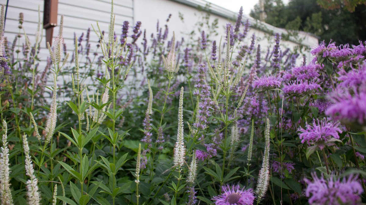 Landscape designer Nik Friesen-Hughes shares expert tips for how you can create a stunning naturalistic perennial garden. It will change the way you garden! winnipegfreepress.com/arts-and-life/…

#gardening #GardenDesign #landscape #nativeplants #flowers #pollinators #designtips  #expertise