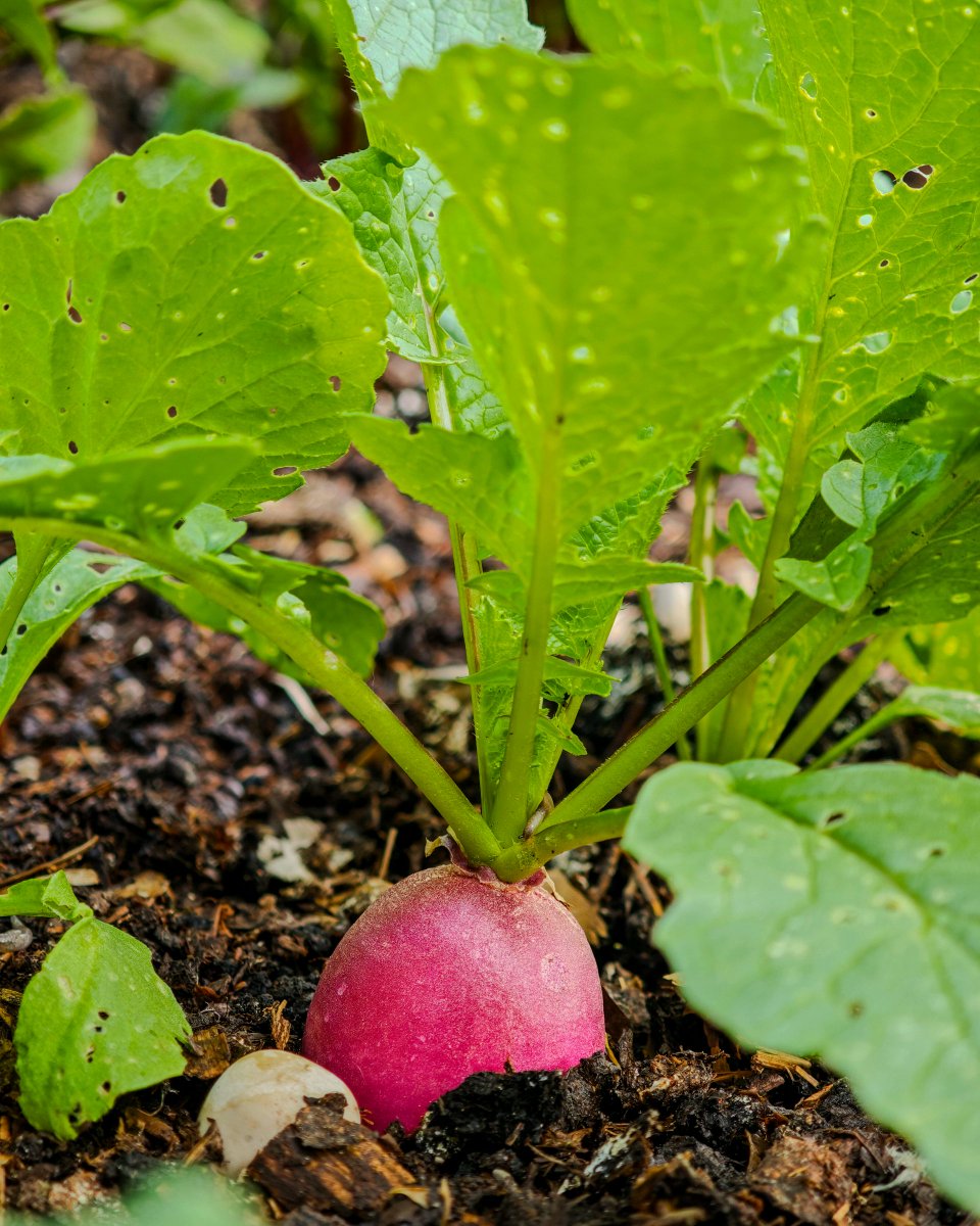 podbukovc's tweet image. 🌱 The earth give gifts to those who wait and care. 🥰❤️

#Podbukovc #ifeelsLOVEnia #SimpleLiving
