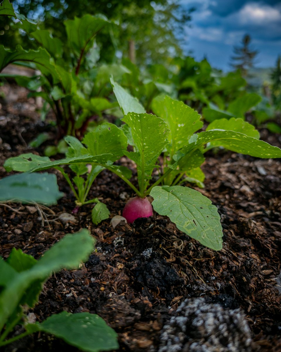 podbukovc's tweet image. 🌱 The earth give gifts to those who wait and care. 🥰❤️

#Podbukovc #ifeelsLOVEnia #SimpleLiving