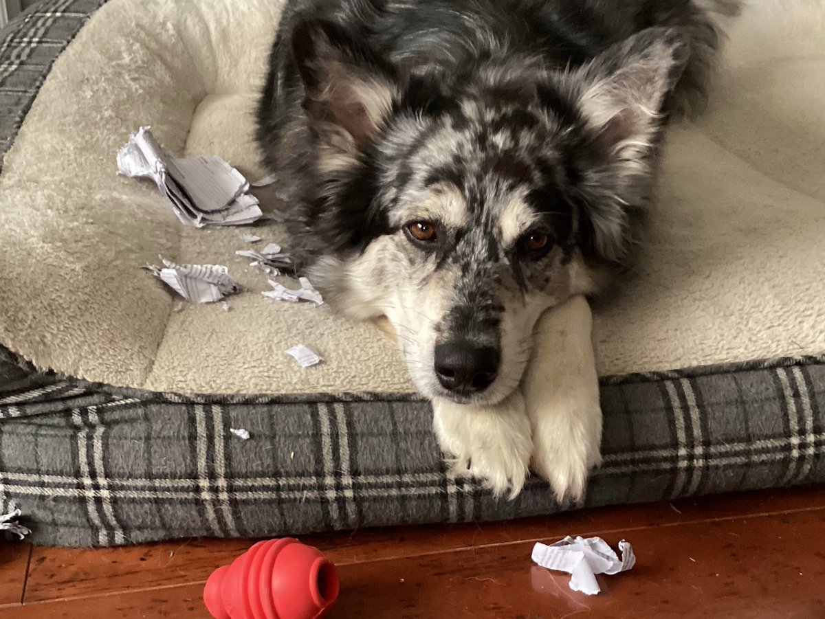 raeissocoolya's tweet image. The dog ate my homework 😔 #dog #homework