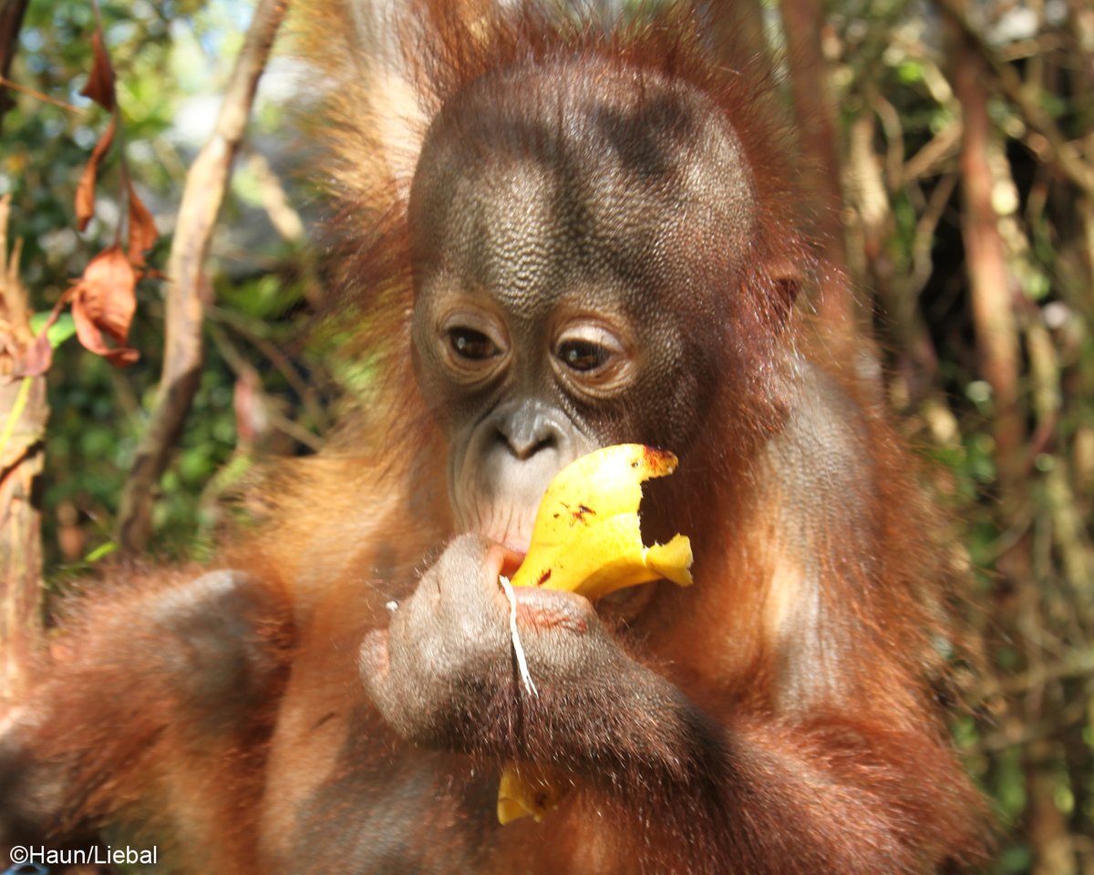 OrangUtansInNot's tweet image. #OrangUtans ernähren sich fast ausschließlich #pflanzlich. Ihr Speiseplan umfasst mehr als 200 Pflanzenarten. Am liebsten essen sie Früchte, aber auch andere Pflanzenteile wie Samen, Blätter oder Rinde. Zudem stehen wirbellose Tiere wie Ameisen und Termiten auf ihrem #Speiseplan.