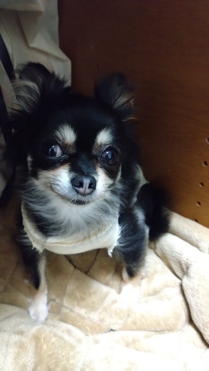 suzuran_taki's tweet photo. @52Noko ただいまです🐶 https://t.co/PNUgPDYUTi