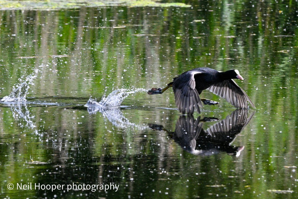 Magor marsh <a href="/GwentWildlife/">Gwent Wildlife Trust</a>