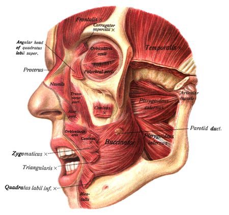 Thumb sucking isn’t just for babies.
Done consciously, it’s one of the most powerful tools to regulate your nervous system, calm your mind, and release fascia in the face, jaw, and neck.

It also aids anamnesis and recall of the immutable Forms the soul dwells with before birth.
