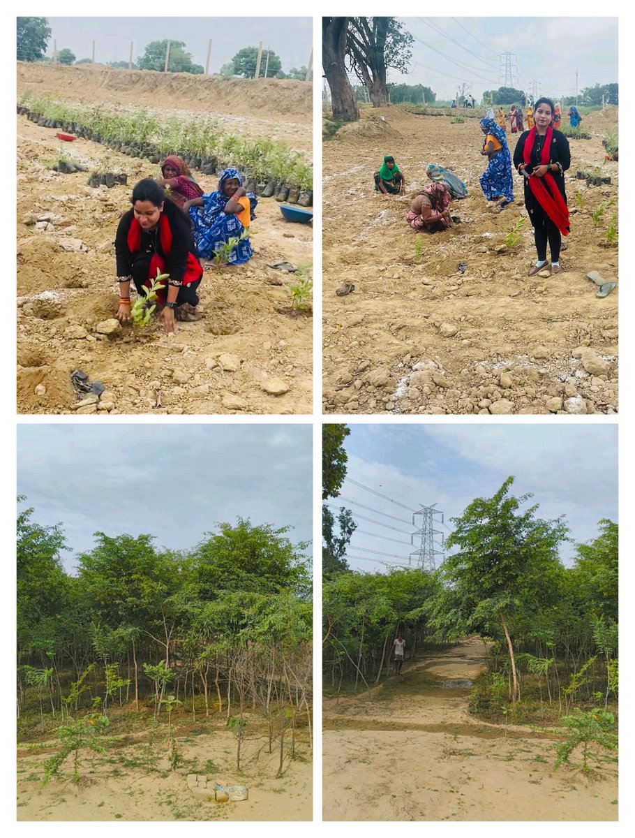 जुलाई 2023 मे मियावाकी पद्धति से लगाए गए पौधे 2 साल से कम समय मे भी 12 फ़ीट से उपर है... वृक्ष / जंगल बनाने के लिए ये एक चमत्कारिक पद्धति है 
हर किसी को इसे जरूर अपनाना चाहिए 🙏🙏🥰🥰 #मियावाकी