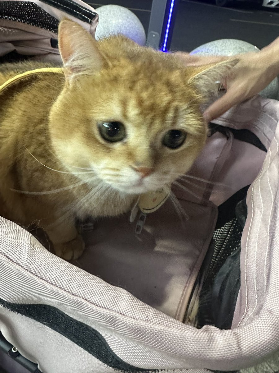 遇到猪咪  谁能想到这么可爱的脸后面跟了一辆半挂