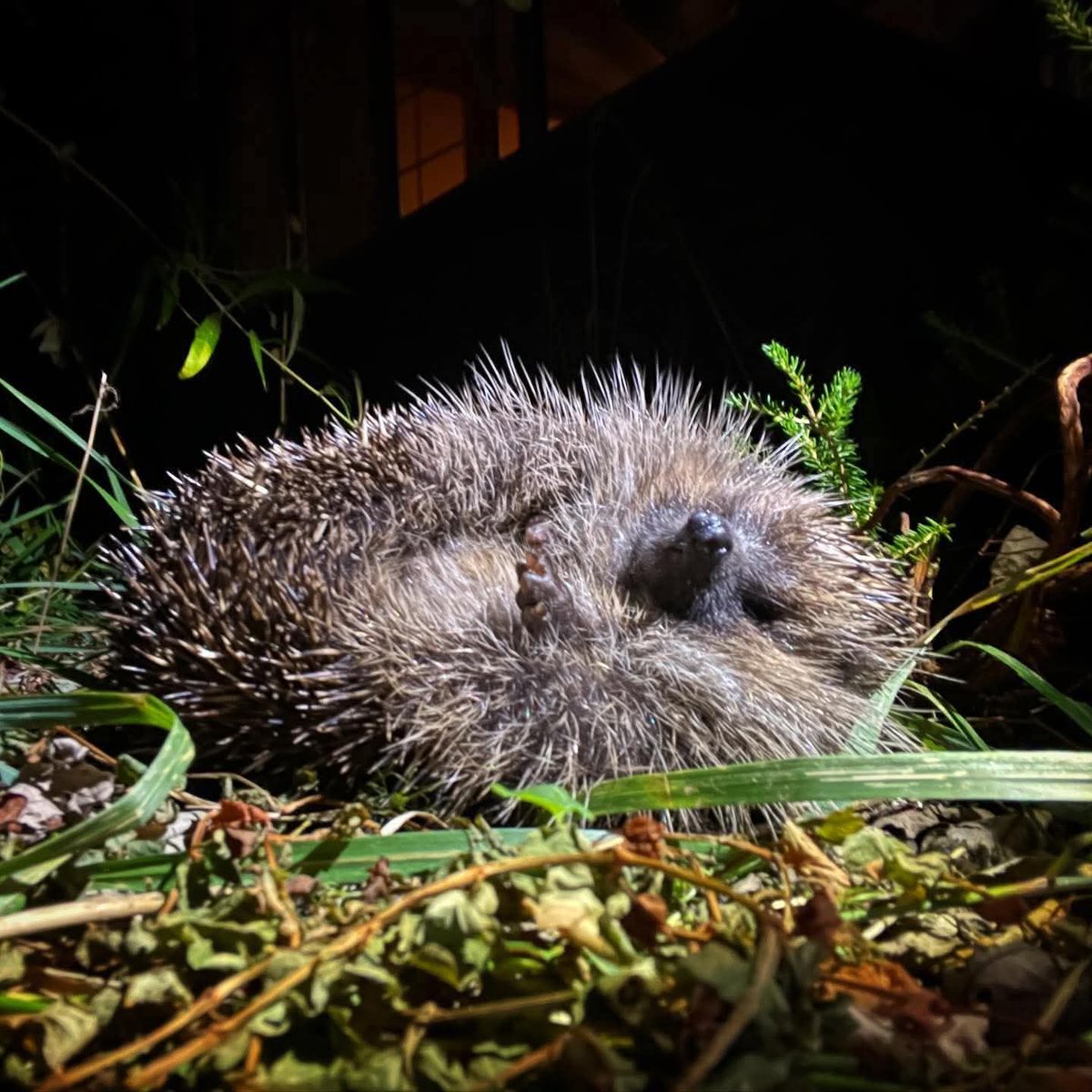 An incredible capture by Paul White, meet our sleepy, spiky little friend 🦔💤

📷️Paul White
