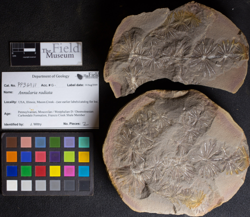 ESCONI's tweet photo. Mazon Monday #272: Annularia radiata #fossils #paleontology #MazonCreek #MazonMonday #calamites #annularia #horsetail #pennsylvanian #carboniferous
https://t.co/PehnowDMSc https://t.co/bPjArLp7b1