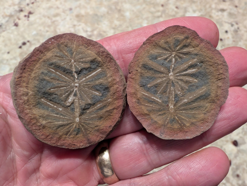 ESCONI's tweet photo. Mazon Monday #272: Annularia radiata #fossils #paleontology #MazonCreek #MazonMonday #calamites #annularia #horsetail #pennsylvanian #carboniferous
https://t.co/PehnowDMSc https://t.co/bPjArLp7b1