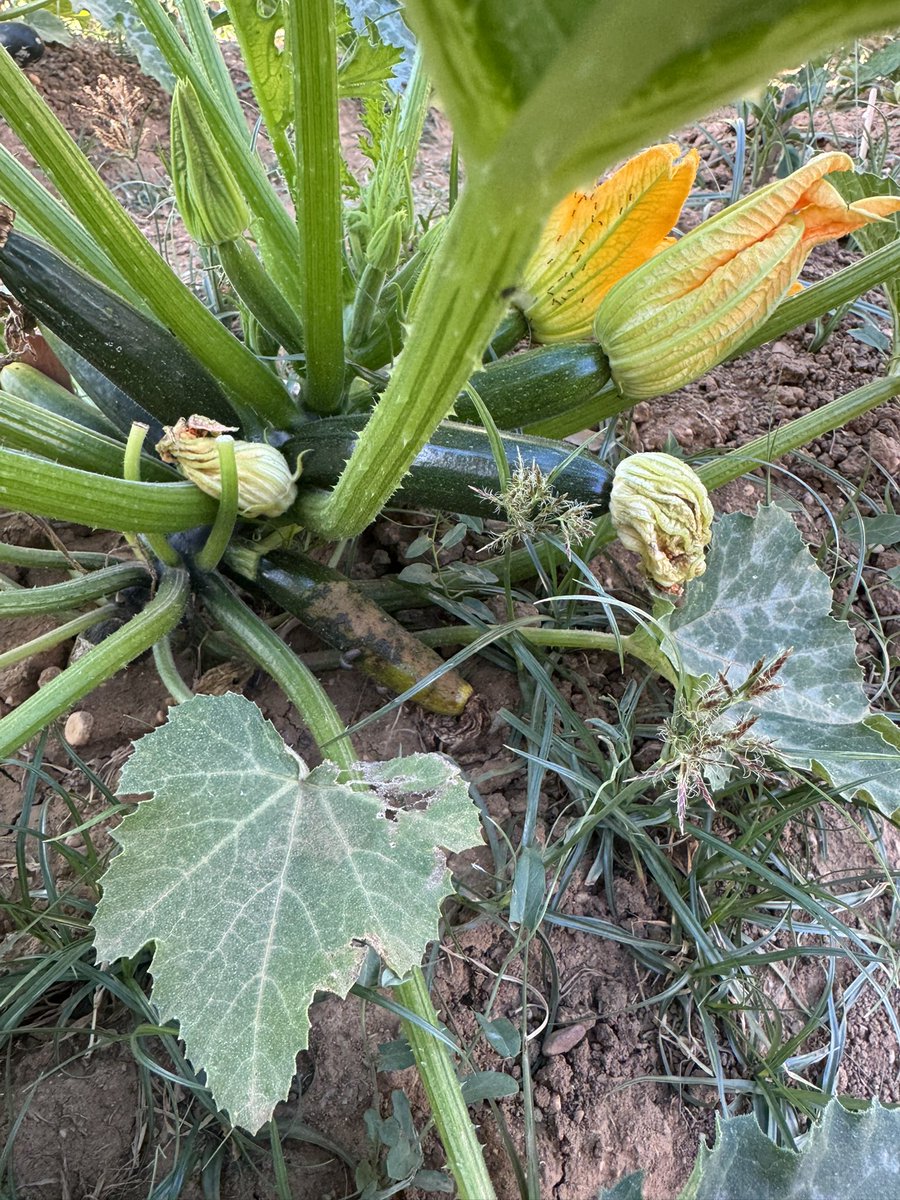 Nuestro huerto comienza a dar sus frutos 😱🥰 <a href="/saludand/">Consejería de Salud y Consumo</a> <a href="/EducaAnd/">Consejería Desarrollo Educativo y FP</a>